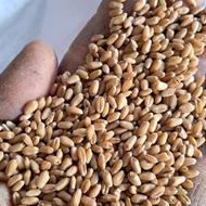 گندم بذری آرمان