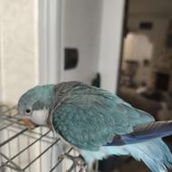 طوطی راهب 6ماهه سالم و شیطون و خونگی