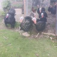 بوغلمون محلی نر