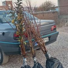 فروش نهال سیب وبادام اصلاح شده تضمینی باچک صیادی