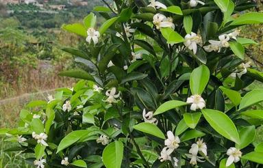 زمین 430متر در جاده بزچفت