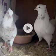 کبوتر طوقی اس