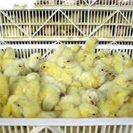 کار در سالن جوجه کشی