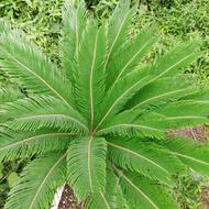 فروش گل زیبای سیکاس مناسب فضای بیرون