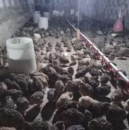 فروش 1400عدد بلدرچین نمیه بالغ 50هزارتومان