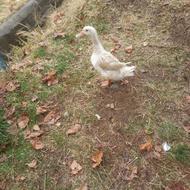 معاوضه اردک با اردکی دیگر