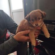 توله شیتزوکراس واگذاری