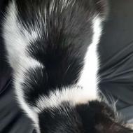 واگذاری بچه گربه ناز و باادب