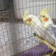 عروس هلندی مولد