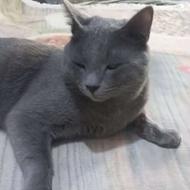 گربه نژاد اسکاتیش نر و دو ساله