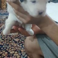 واگذاری سگ اشپیتز نر وماده واگزاری