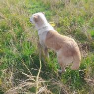 سگ الابای سرابی دورگه واگذاری