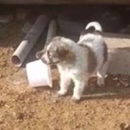 سگ توله واگذاری