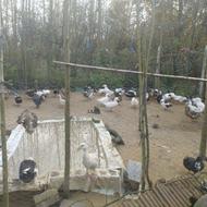 اردک بالغ 7ماهه