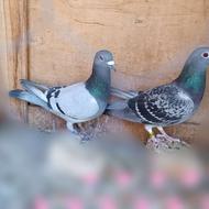 کبوتر سیاه تهرانی و الوان