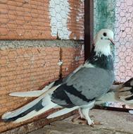 کبوتر ماده پرشی