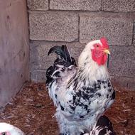 فروش برهما بلو لایت