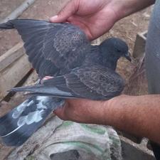 کبوتر پرشی قاره خرمایی