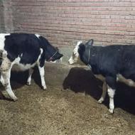 گوساله جنس عالی برای نگهداری