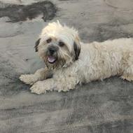 واگذاری سگ پاکوتاه با شناسنامه باتمام واکسن کامل زده