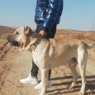 واگذاری سگ سه سال نسل داره سرابی