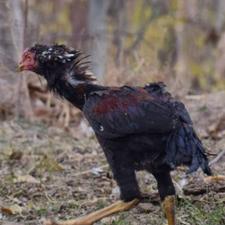 خروس لاری 5 ماهه معاوضه فقط با شیخی