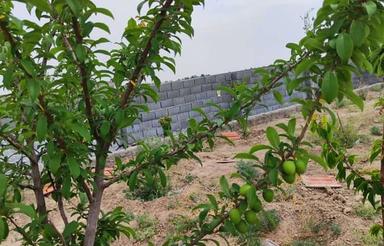 باغ و زمین کشاورزی آماده ساخت