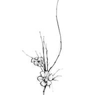 تتوبدن تخصصی