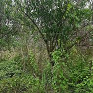 علفتراشی باغات و زمین و ...