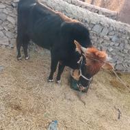 سلام دوستان گاو سالم هست