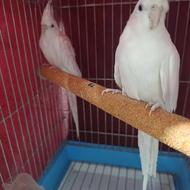 عروس هلندی،آلبینو