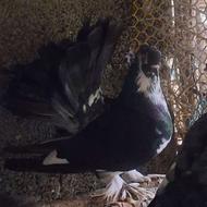 چند عدد کبوتر آس