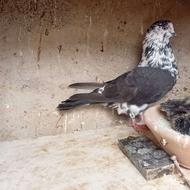 کبوتر پر سنگین کفتر درجه یک