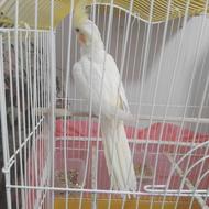 عروس هلندی نیمه رام