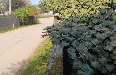 زمین مسکونی فروشی مساحت 200متر اسالم روستا لمرسفلی