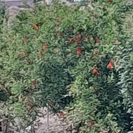 فروش باغچه با درختان میوه