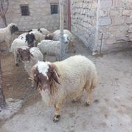 بره نر برا قوچ