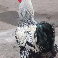 فروش خروس ویاندود سیلور