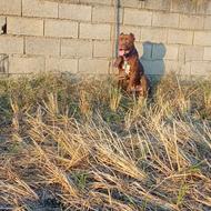 پیتبول نر واگذار