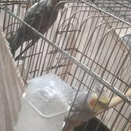 فروش عروس هلندی همراه با قفس