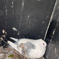 جفت بلژیکی خوش رنگ