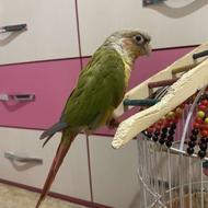 فروش گرینچیک همراه با قفس