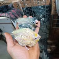 عروس سرلاکی