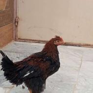 جوجه خروس دورگه