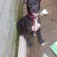 دو عدد توله پیت نر 5 ماهه واگذاری