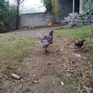 خروس ،برهما