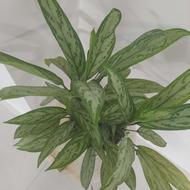 گل وگلدان سرامیکی