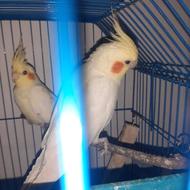 عروس هلندی نرو ماده به شرط