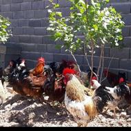 مرغ . خروس .اردک