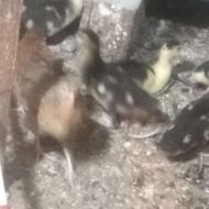 جوجه اردک خارجی